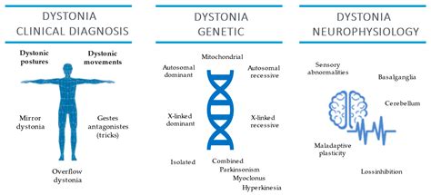 torsion dystonia gene testing|is cervical dystonia hereditary.